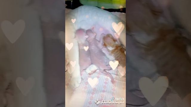 Котята девон рексы. Необыкновенная милота❤ смотреть онлайн