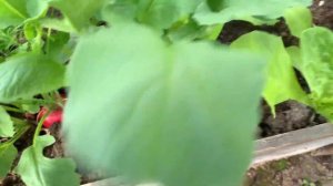 Крупные сорта редиса в теплице