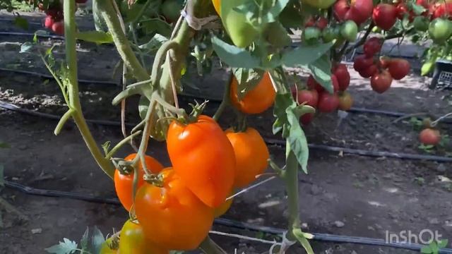 Высокорослые томаты в открытом грунте 2023 г. смотреть онлайн