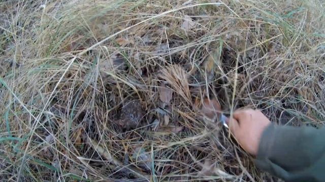 Вот это МАСЛЯТА!!! Сбор грибов. смотреть онлайн