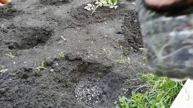 ПОСАДКА ТОМАТОВ в открытый грунт. Сажаю ПЕРЕРОСШИЕ ТОМАТЫ ЛЕЖА. смотреть онлайн