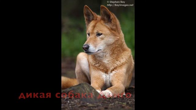 Животный мир Австралии смотреть онлайн