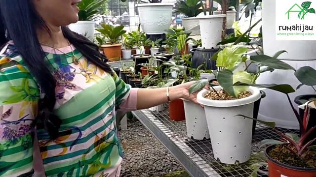 super rare plants|surganya tanaman hias sultan versi ekonomis terjangkau|tanam dihati nursery смотреть онлайн
