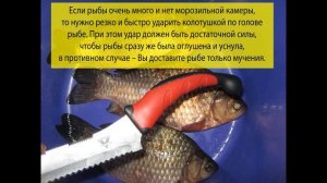 Как правильно усыпить (умертвить) рыбу, чтобы она не испытывала мучений