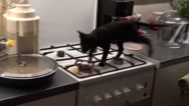 Коты - воришки, приколы с котами, подборка смешных котов, которые воруют различные вещи смотреть онлайн