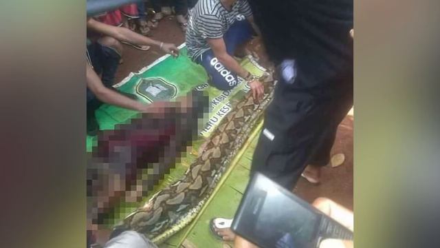 Missing Woman Found INSIDE Python смотреть онлайн