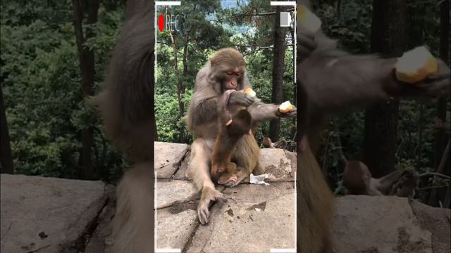The Best Of Monkey Videos - A Funny Eating Monkeys Compilation Ep267