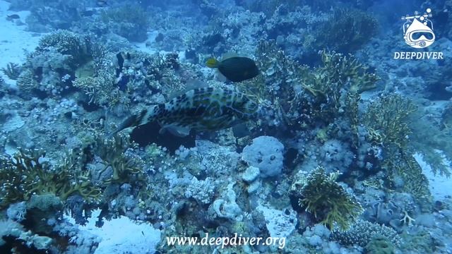 Diving In Ras Um Sid