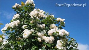 Romantyczna i mocna róża pnąca - Uetersener Klosterrose