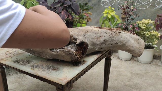 PLANT CUTTINGS PROPAGATIONS/ SUCCULENTS IN WOOD ARRANGEMENT смотреть онлайн