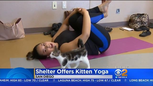 Shelter Pairs Yoga With Adoptable Pets смотреть онлайн