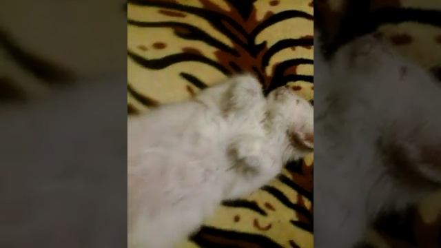 РЖАЧ!!! Кошка спит на спине! Смотреть всем!!!!! смотреть онлайн