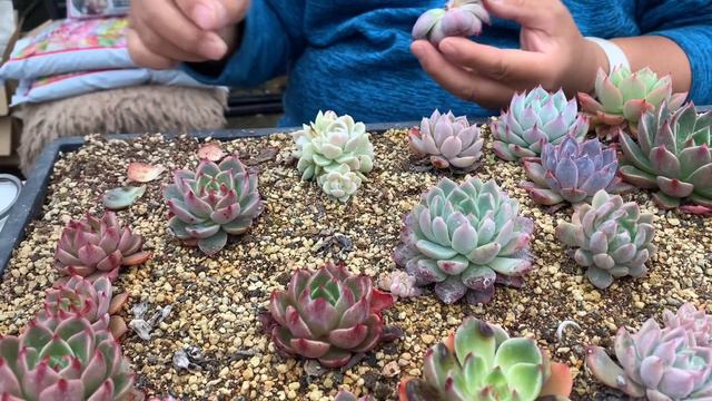 【多肉植物】【ガーデニング】【農家】【農業】【農園】【園芸】こんな時！どうする〜😱　　　　多肉大好き！なりちゃんパパ　多肉奮闘記その881 смотреть онлайн