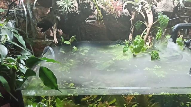 Туман над аквариумом смотреть онлайн