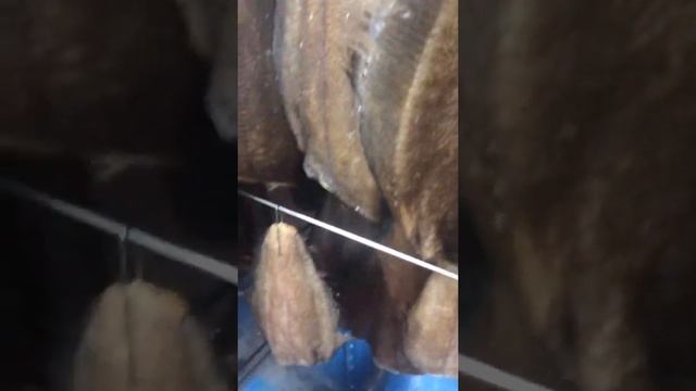 Подготовка к копчению в Моските строго по инструкции в паспорте!!!января 2022 г.