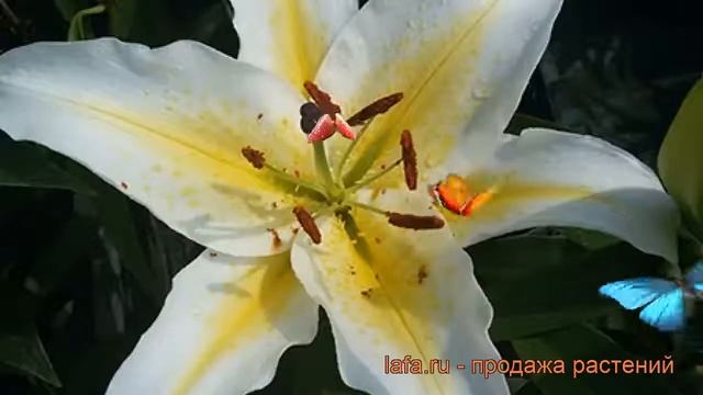 Лилия восточная Брейк-данс (lilium) ? лилия Брейк-данс обзор: как сажать луковицы лилии Брейк-данс смотреть онлайн