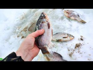 Есть секрет на карася зимой! Как ловить килограммового карася в январе феврале марте со льда?