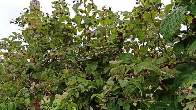 малина long canes. сажать или нет ? смотреть онлайн