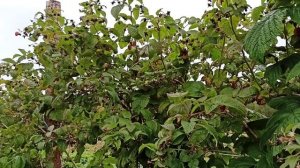 малина long canes. сажать или нет ?