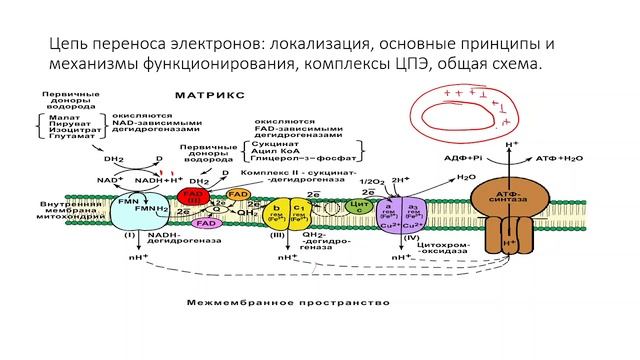 Экзамен по биохимии | ОБМЕН ВЕЩЕСТВ. ФЕРМЕНТЫ смотреть онлайн