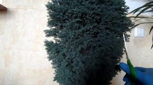 Кипарис в домашних условиях. Обрезка.