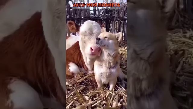 Дружба  Корова и собака #смотреть #видео #как #выглядит #факты #про #факт  #почему #зачем