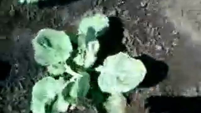 Капуста 2015 смотреть онлайн