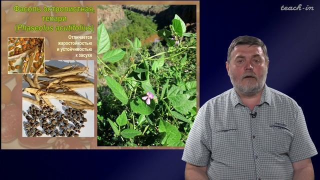 Чуб В.В. - Молекулы в пищевых цепях:от растений до человека - 15. Зернобобовые растения смотреть онлайн
