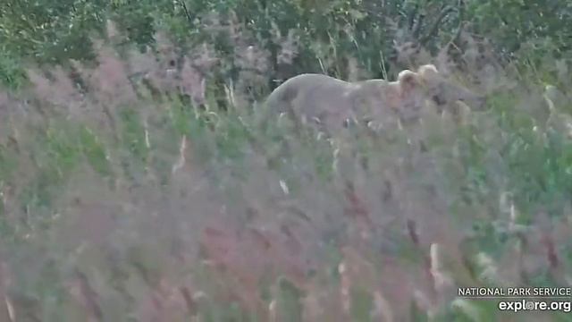 Обычно в это время идут на рыбалку, а этот прогуливается#Alaska 2023 смотреть онлайн