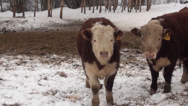 Бычок после карцера смотреть онлайн