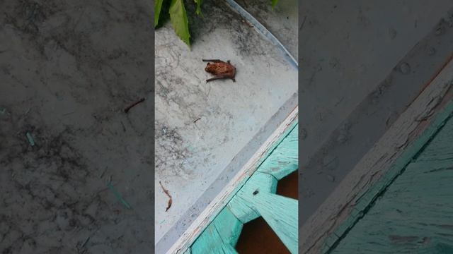 Летучая мышка на даче смотреть онлайн