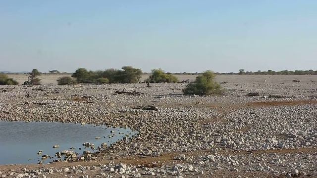 Центральная Намибия. Водоем для животных смотреть онлайн