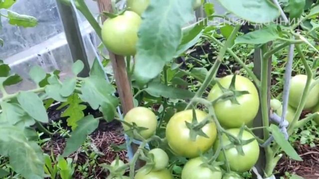 Дайте это летом томатам, огурцам, перцу и они сразу обильно заплодоносят, море урожая смотреть онлайн