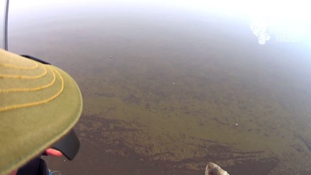 Туманный стритфишинг или креветочный пир окунеобразных - 24.03.2016 смотреть онлайн