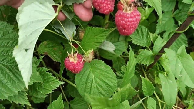 Каскад Делайт - летняя малина с крупной сладчайшей ягодой! Омск, 2021г. смотреть онлайн