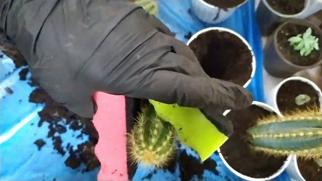 Как пересаживать кактус чтобы не уколоться!!! смотреть онлайн
