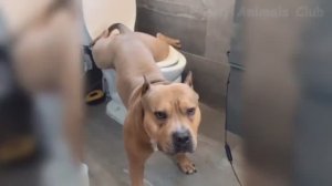 Самые Смешные Видео С Кошками И Собаками ? ?