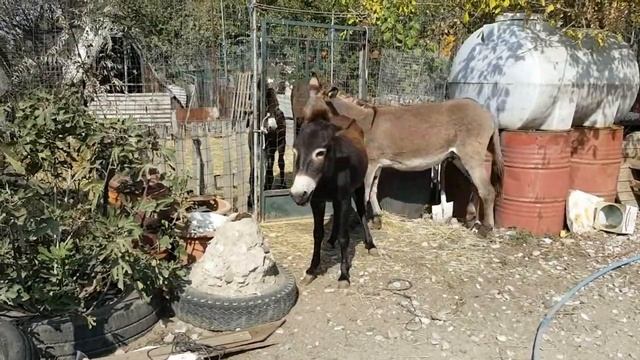 ЛЮБОВЬ ЗЛА ПОЛЮБИШЬ И ОСЛА 