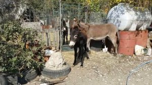 ЛЮБОВЬ ЗЛА ПОЛЮБИШЬ И ОСЛА "УЗЕЛКИ" СЛУЧНЫЙ ПЕРИОД У ОСЛОВ