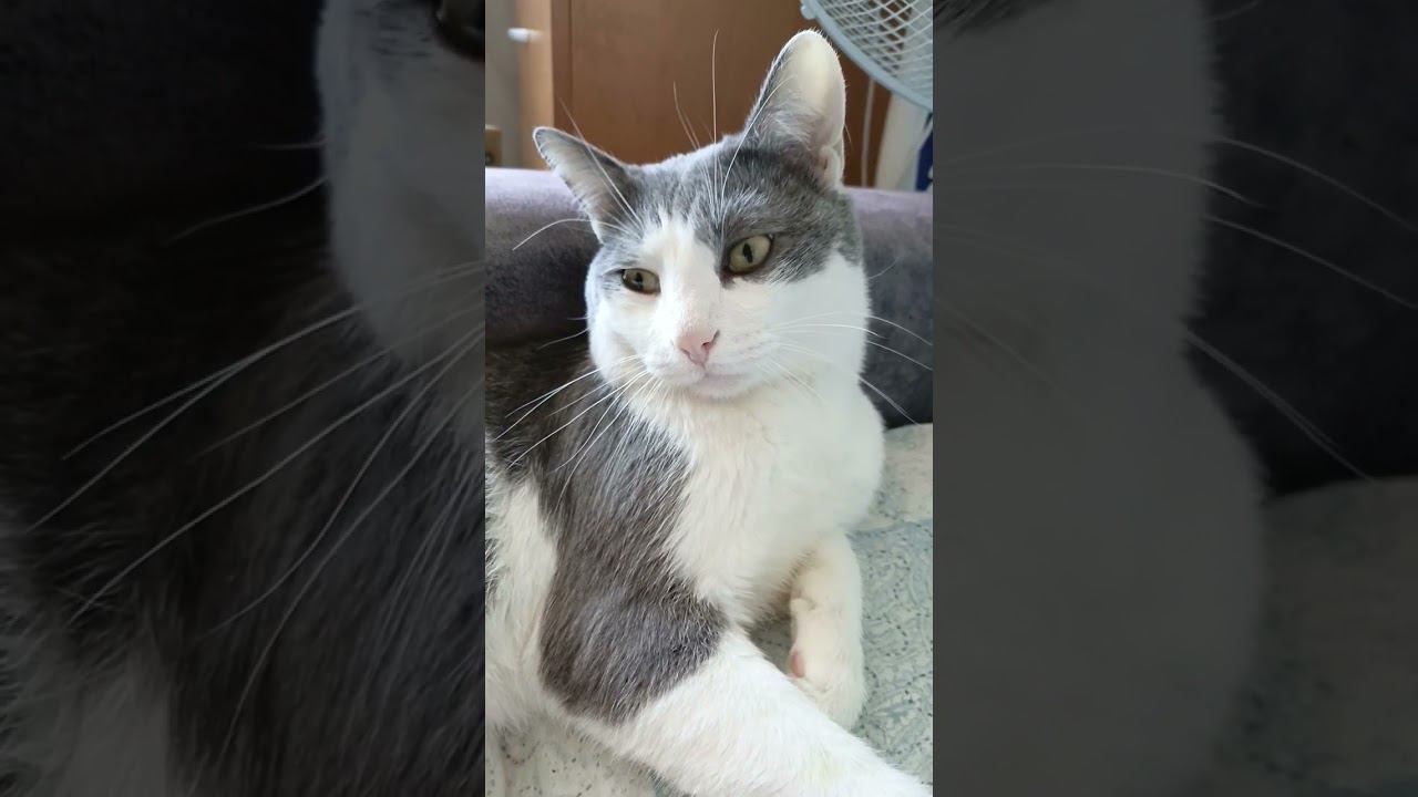 Вопрос от Мурзика? #мурзик #кот #питомец #лайк #котики #приколы #холодильник #котик #еда #свет смотреть онлайн