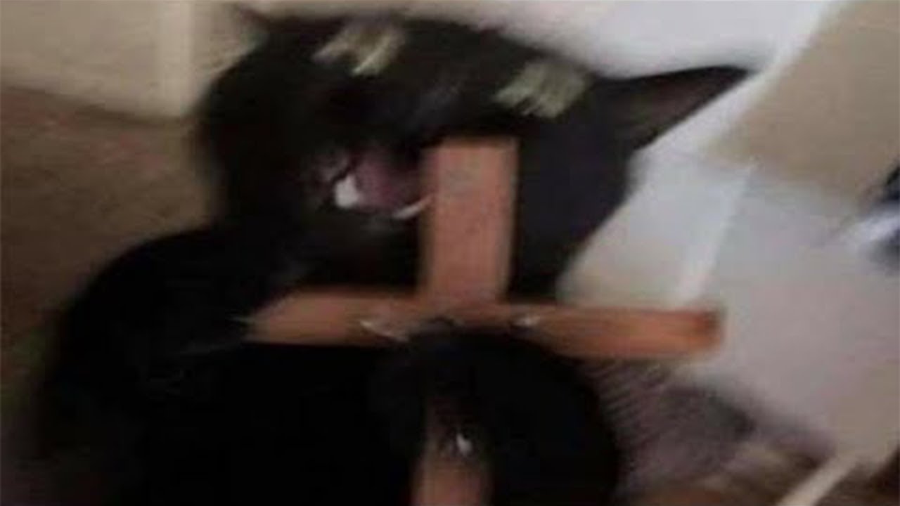 Я РЖАЛ ЦЕЛЫЙ ЧАС?ПОДБОРКА СМЕШНЫХ КОТОВ И СОБАК ДЛЯ ХОРОШЕГО НАСТРОЕНИЯ? #45 смотреть онлайн