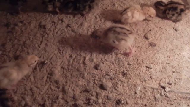 СУПЕР НОВОСТЬ\Бессонные ночи\Манты\