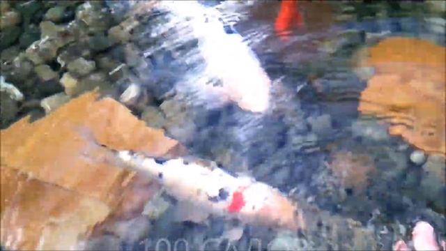 Водоем для рыб смотреть онлайн