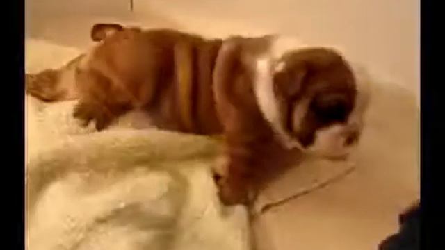 Милый маленький бульдожий щенок смотреть онлайн