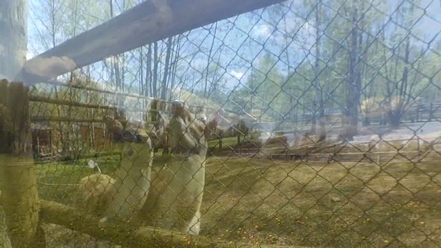 прогулка г. Лепель .пансионат ЛОДЭ смотреть онлайн