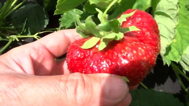 Вкуснейшая земляника Камрад -Победитель в Омске на 30.06.2019! смотреть онлайн