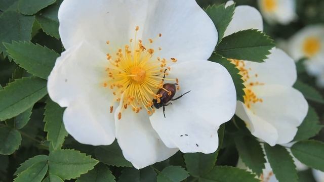 Насекомые на кусте шиповника, Olympus omd e-m5 mark ii смотреть онлайн