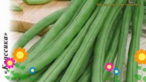 Фасоль спаржевая Сакса без волокна 615. Краткий обзор, описание характеристик phaseolus vulgaris