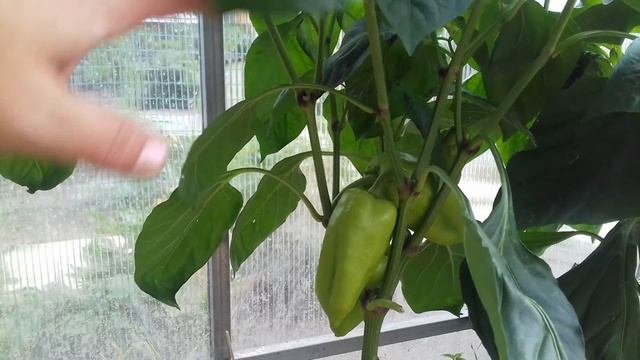 Вся правда о зелёном удобрении из травы // что с огородом на 15 июня 2019 смотреть онлайн