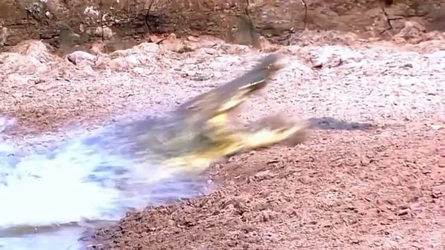 Реакция мангуста смотреть онлайн